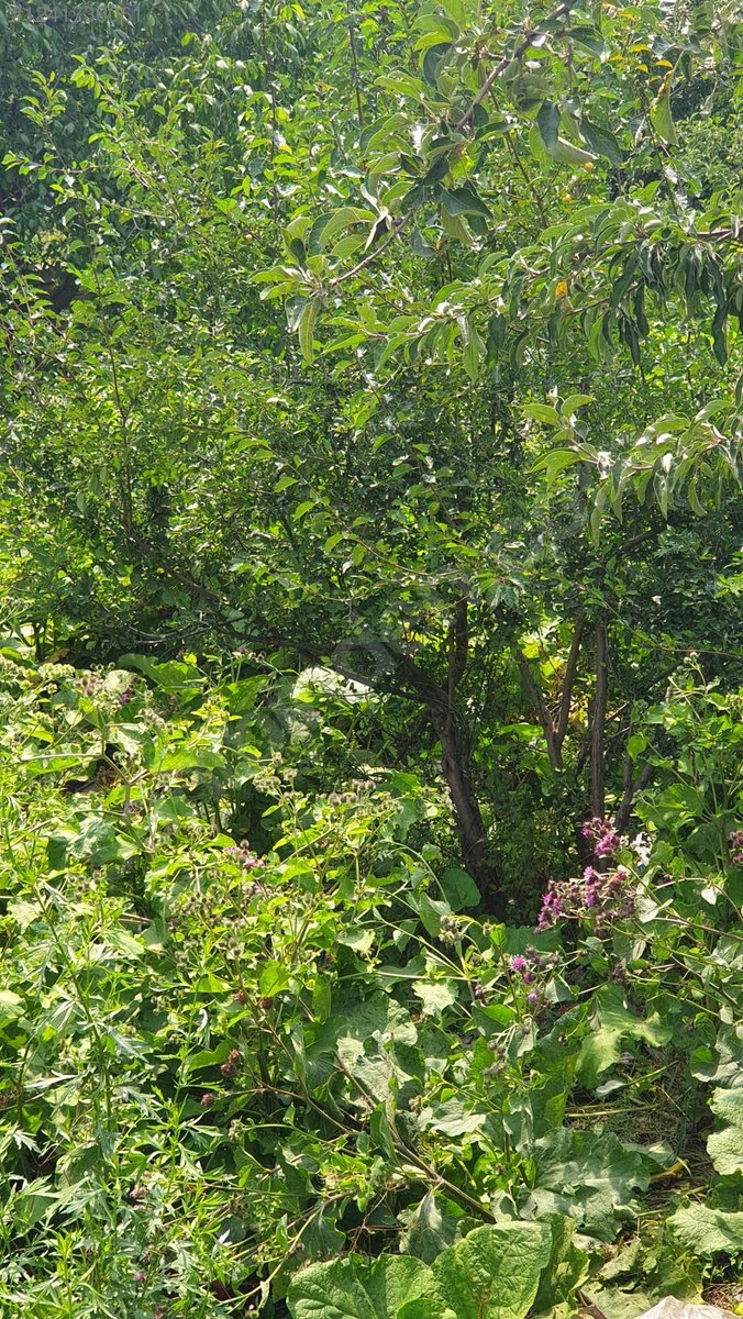 KARS KAĞIZMAN ŞAHİNDERE MAHALLESİ’NDE 673 M² ARSA SATILIKTIR - KARS KAĞIZMAN fotoğraf 8